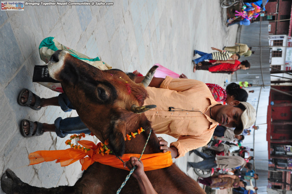 gaijatra 2070