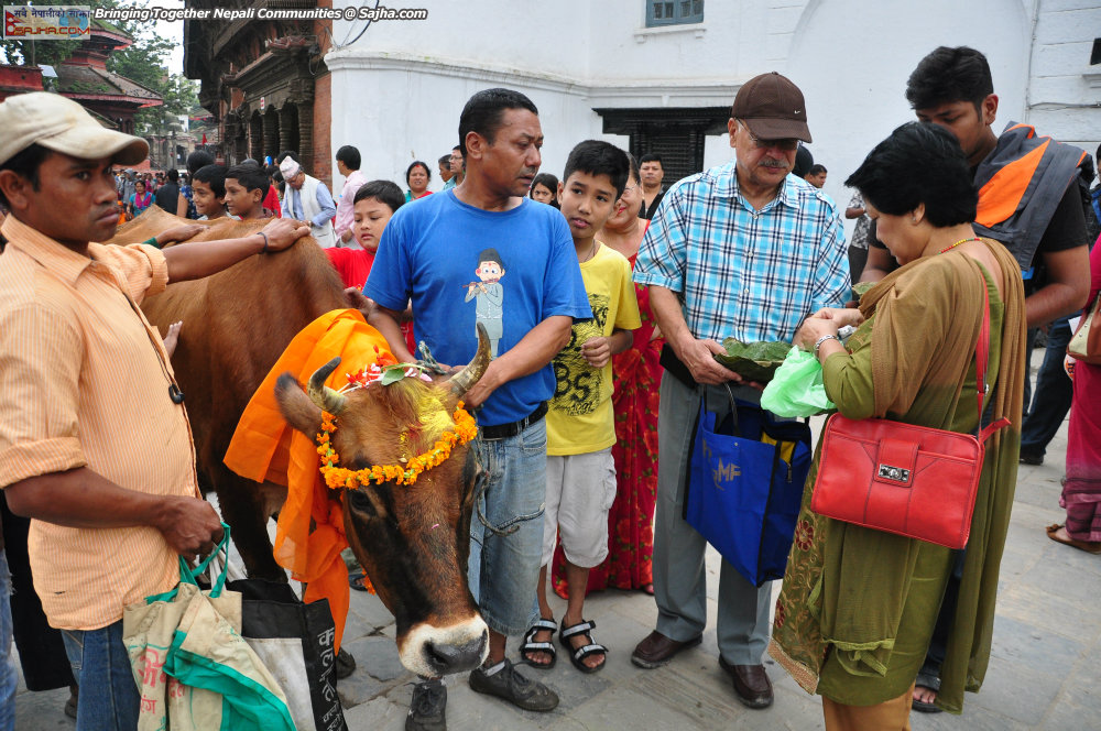gaijatra 2070