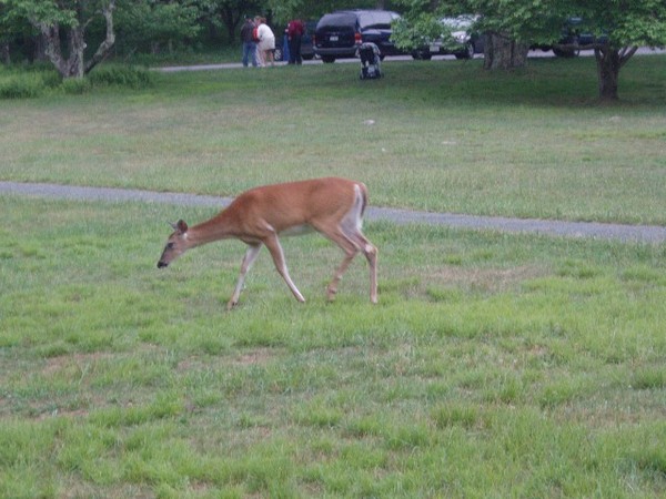 the only animal that we saw at the picnic