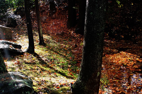 Fall in Connecticut