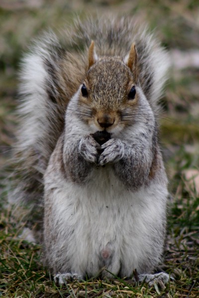 Mr. Squirrell posing for me