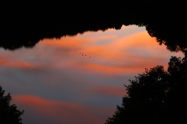 Can you see the duck's family?