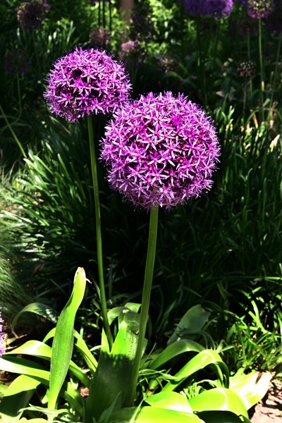 I don't know the name of this flower