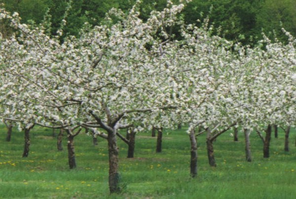 Apple tree in Mass