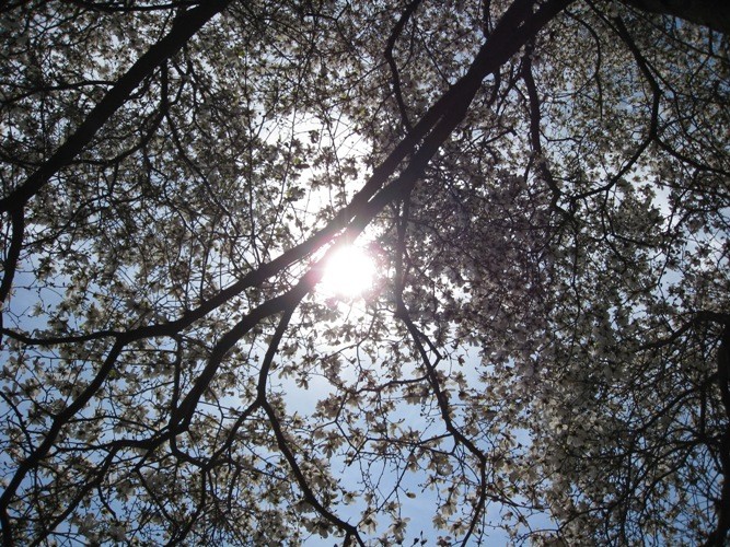 Stanley Park