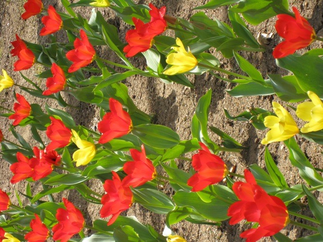 Tulips