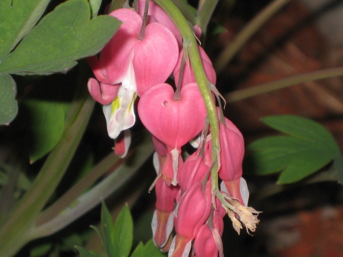 Bleeding heart
