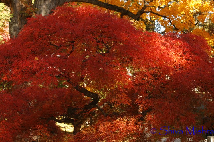 Fall 2009