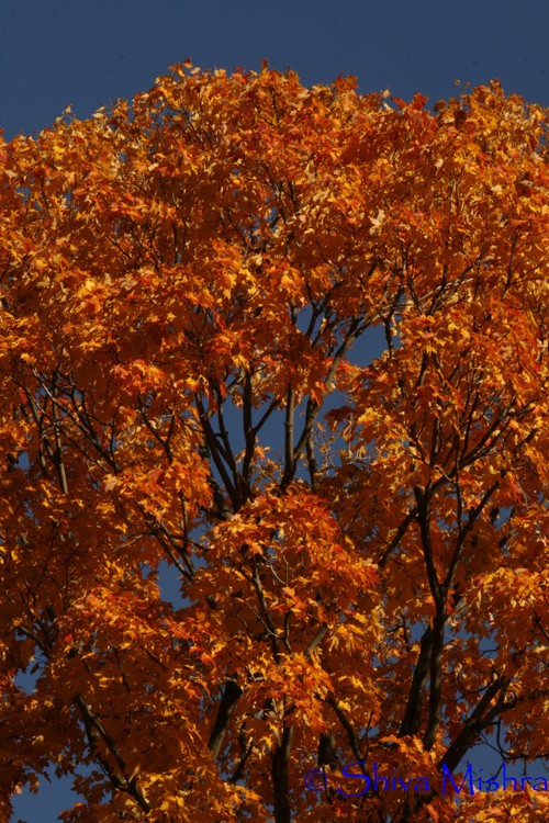 Fall 2009