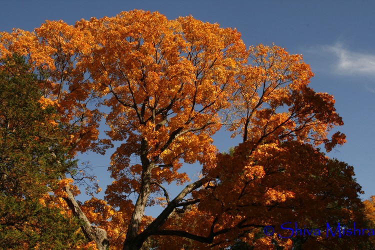 Fall 2009