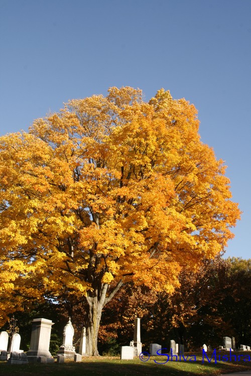 Fall 2009