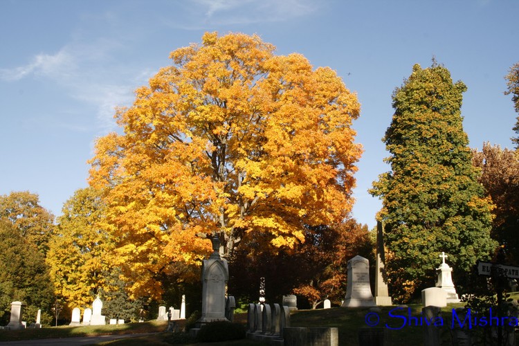 Fall 2009