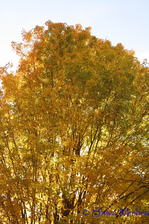 Fall 2009