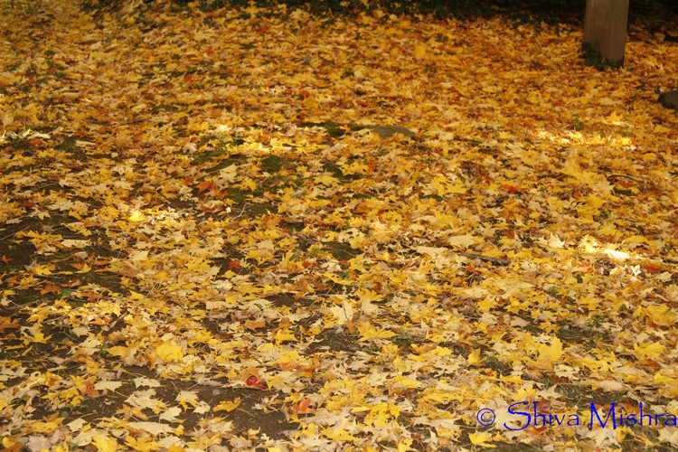 Fall 2009