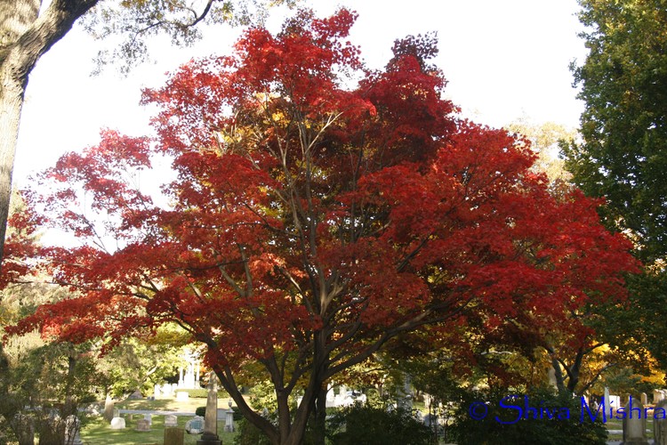 Fall 2009