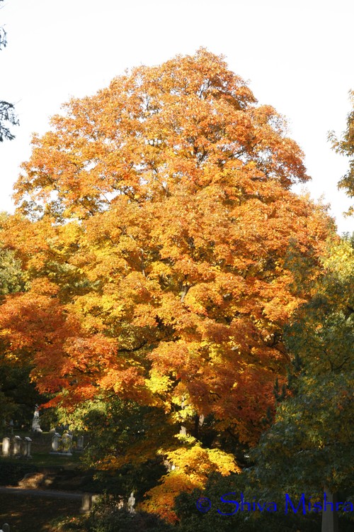 Fall 2009