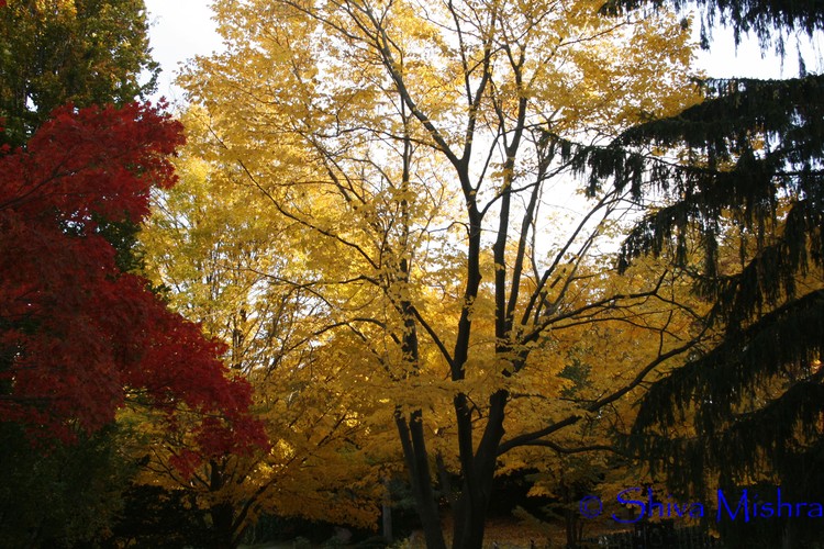 Fall 2009