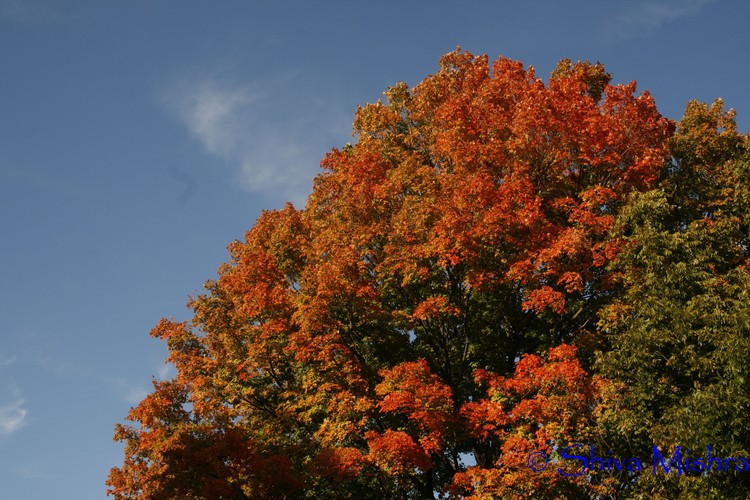 Fall 2009