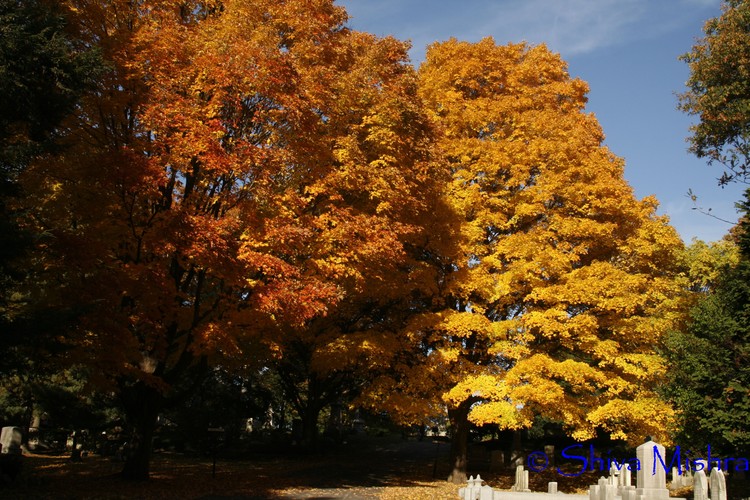 Fall 2009