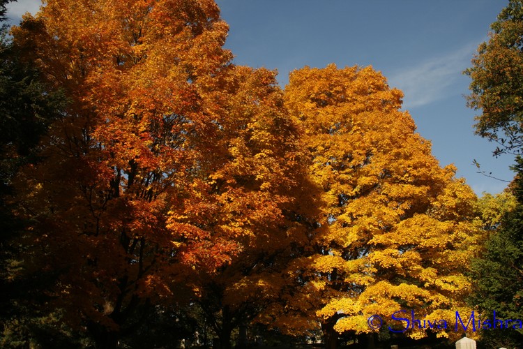 Fall 2009