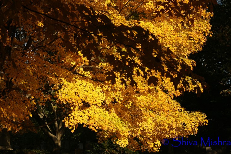 Fall 2009