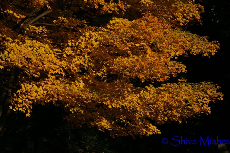 Fall 2009