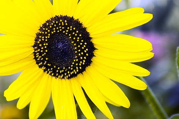 I took this pic in a shade but I shot in RAW to add more warm White Balance (WB) post-shooting.