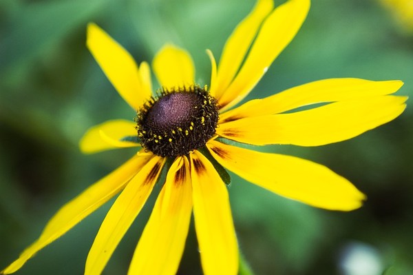 A close up shot with 24-70mm "Macro Lens" as claimed by Sigma Corporation.