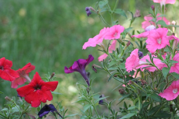 My backyard - Testing my new SIGMA Lens
