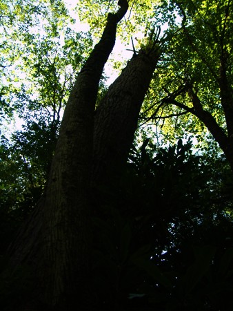 Heterogeneous