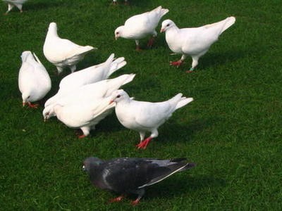 urbi