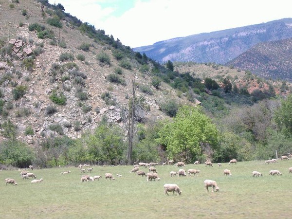 urbi