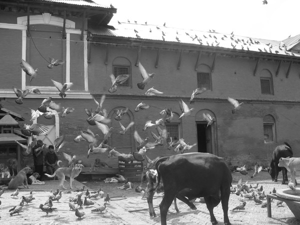 messengers of peace