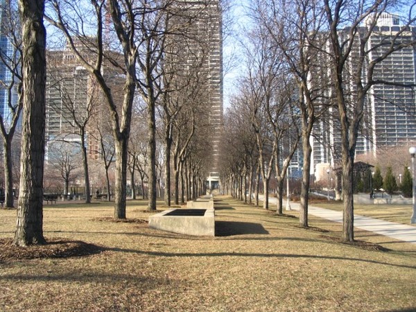 The naked trees of spring
