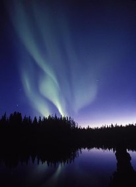 aUrOrA bOrEaLiS