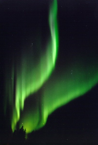 aUrOrA bOrEaLiS