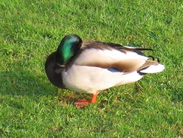 A shy duck