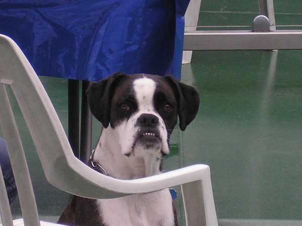 Man's best friend