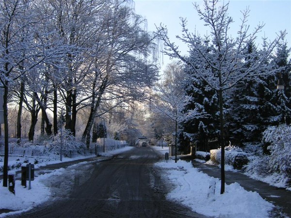 Trees graciously taking the snow on