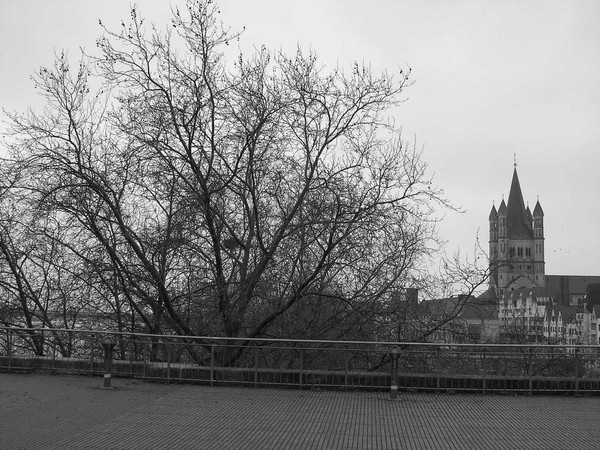 Old useless tree still clinging on.. even though no one wants it