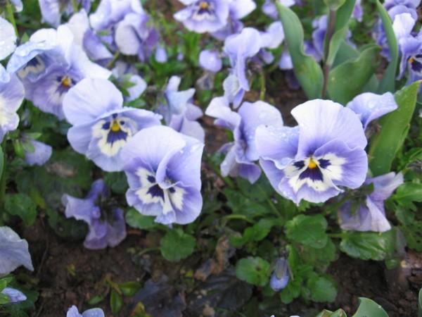 Blue sky.. blue flowers