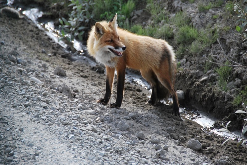 Alaska
