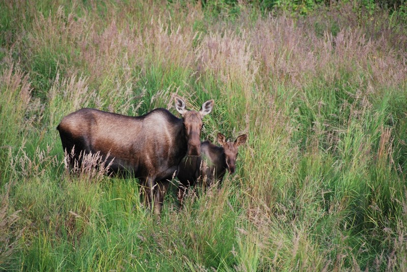 Moose @ Manley, Alaska