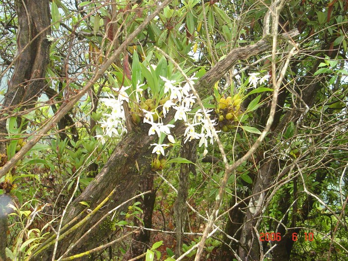 One variety of orchid found in Nepal, Suping, Makwanpur