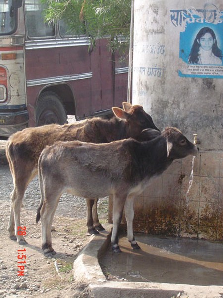 Recent Nepal Trip
