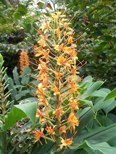 1 HR SPENT AT BOTANICAL GARDEN