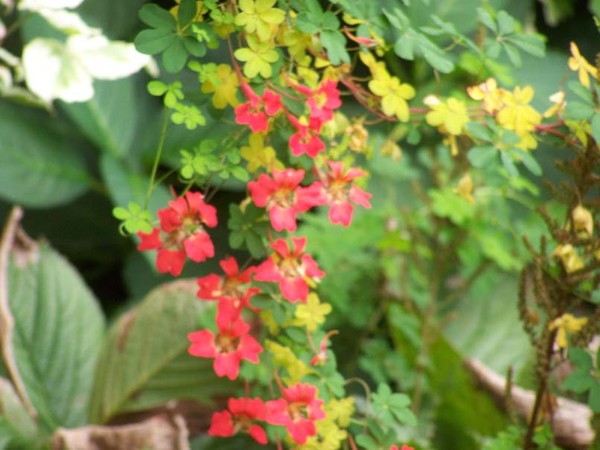1 HR SPENT AT BOTANICAL GARDEN